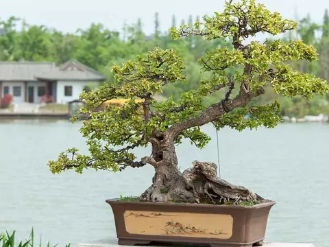 Drzewko bonsai w domu