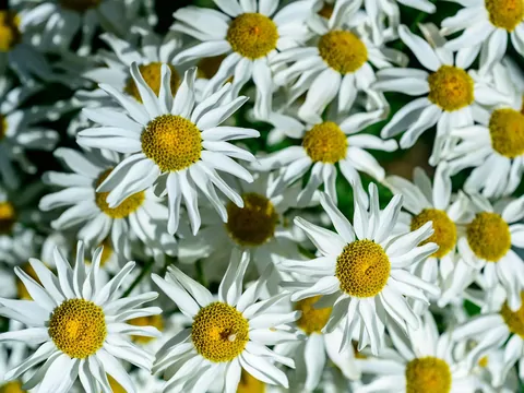 Wrotycz starcolistny odstrasza insekty