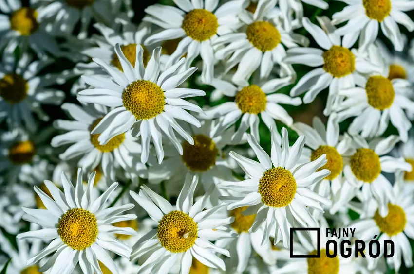 Wrotycz dalmatyński zawiera substancie owadobójcze oraz odstraszające kleszcze Obok właściwości owadobójczych, złocień dalmatyński posiada również walory dekoracyjne