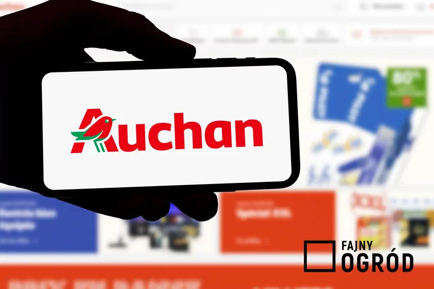 Koszyk w Auchan