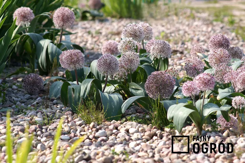 Różne odmiany czosnku ozdobnego zachwycają kolorami od bieli po fiolet Czosnek ozdobny w odmianach karłowatych jest bardzo atrakcyjny i świetnie prezentuje się na rabacie. Jego kwiaty są okazałe, ale pojawiają się na krótkich łodygach.