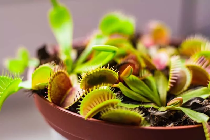 Doniczkowa hodowla muchołówki w warunkach domowych Drobny kwiat muchołówki amerykańskiej w doniczce, a także odmiany, hodowla, pielęgnacja, uprawa oraz cena kwiatu