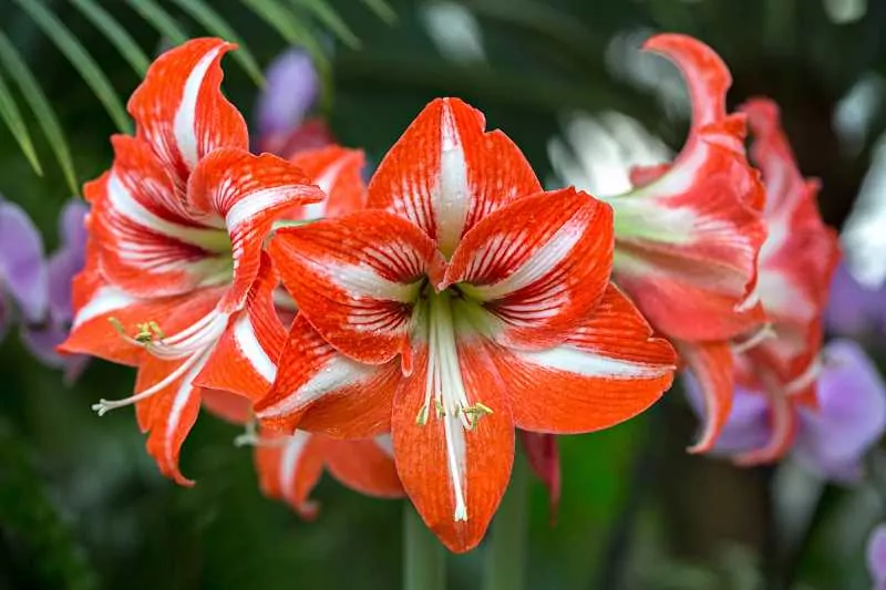 Amarylis i hippeastrum – różnice, porady, uprawa i pielęgnacja Amarylis o czerwonych kwiatach w doniczce, a także różnice z hipeastrum, porady, pielęgnacja oraz uprawa krok po kroku