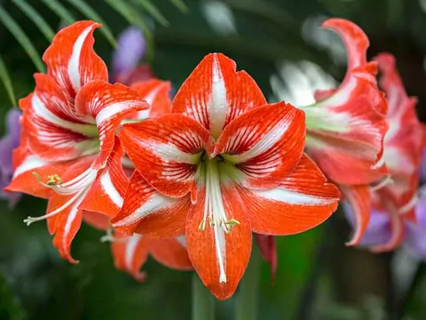 Amarylis i Hippeastrum