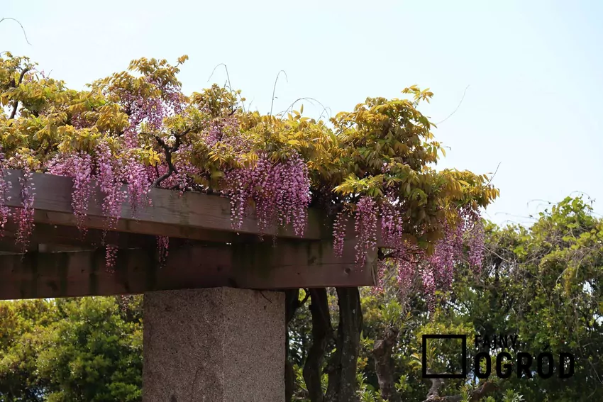 Nasiona glicynii są toksyczne i mogą powodować poważne zatrucia Glicynia, wisteria na domu