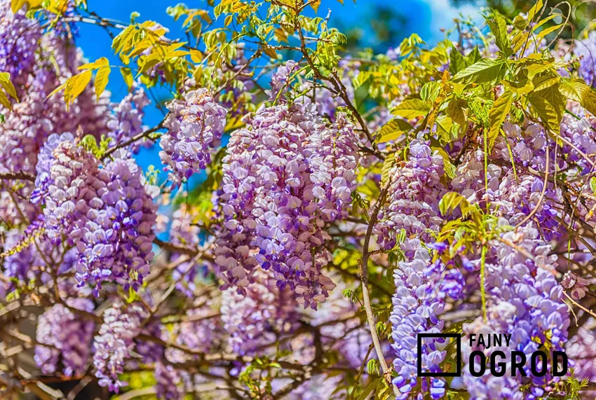 Wisteria ma bardzo silny system korzeniowy niszczący fundamenty i nawierzchnie Glicynia w czasie kwitnienia