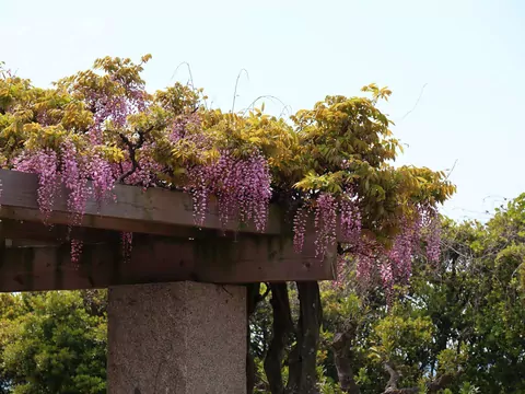 Wisteria niszczy dom