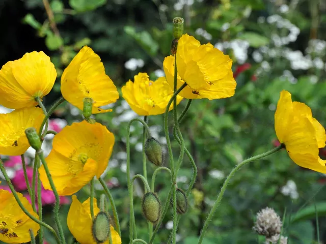 Mak nagołodygowy do ogrodu