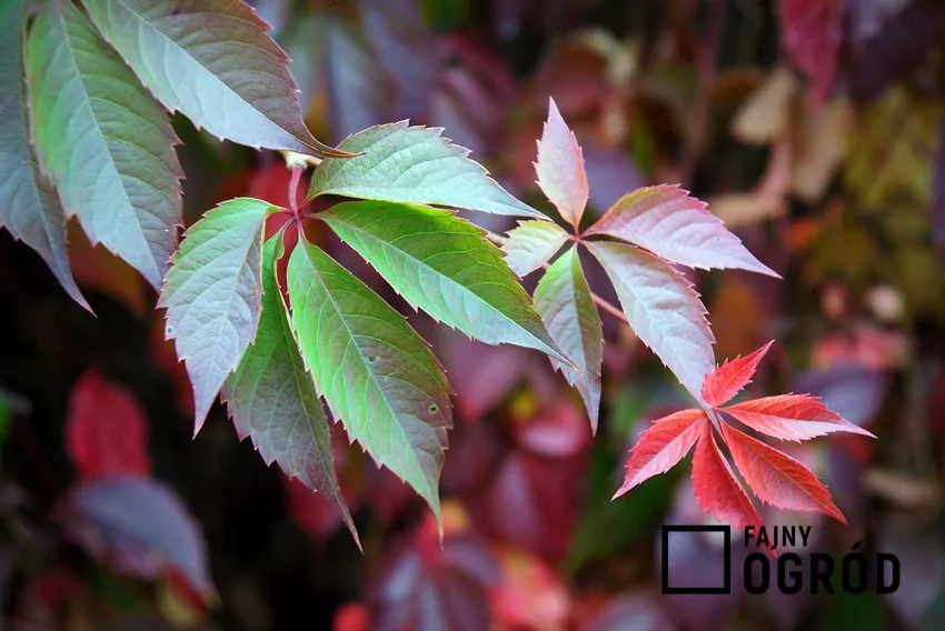 Czerwone liście winobluszczu