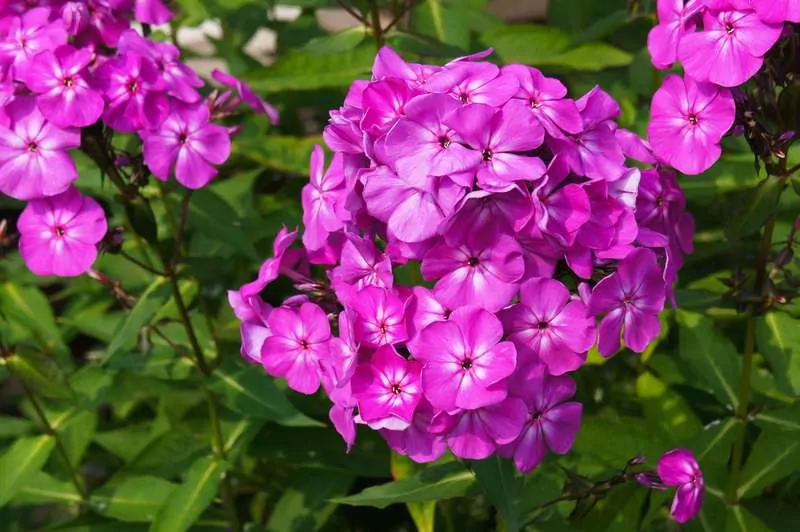 Płomyk wiechowaty krok po kroku, czyli uprawa, pielęgnacja, wymagania i optymalne stanowisko w ogrodzie