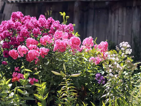 Uprawa i pielęgnacja płomyka wiechowatego