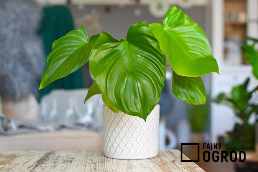 Czerniówka w doniczce