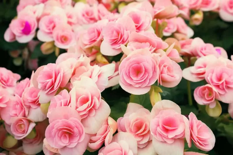Kwitnąca begonia bulwiasta wielkokwiatowa, raodzaje, gatunki, warunki uprawy, pielęgnacja, sadzenie, nawożenie - porady