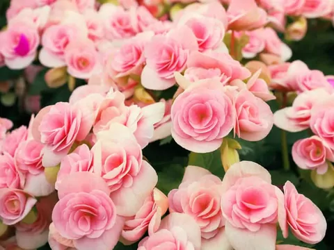 Begonia wielkokwiatowa w ogrodzie