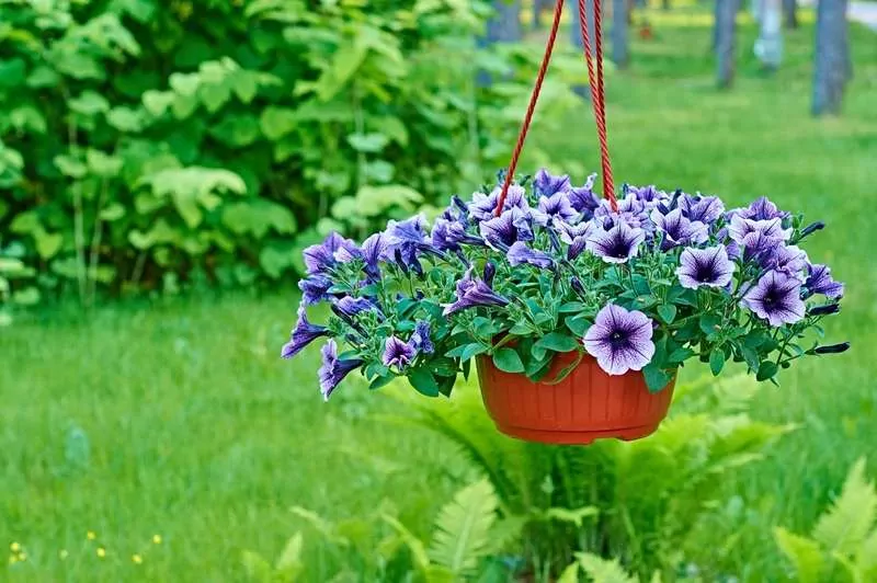 Surfinia a petunia to nie do końca ta sama roślina - piękne kwiaty przydomowe, ich opis, rozpoznawanie i pielęgncja krok po kroku