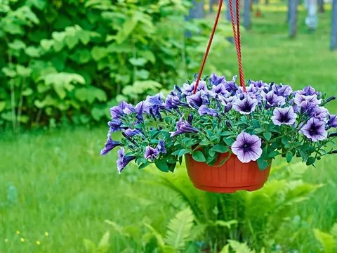 Surfinia a petunia - porównanie roślin