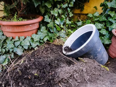 Nawożenie ogrodu ziemią z doniczek