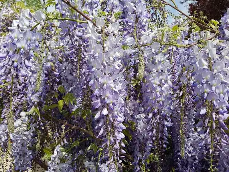 Glicynia chińska - uprawa, pielęgnacja, wymagania, porady Glicynia chińska w ogrodzie, a także uprawa, pielęgnacja, wymagania i sposób sadzenia w ogrodzie krok po kroku
