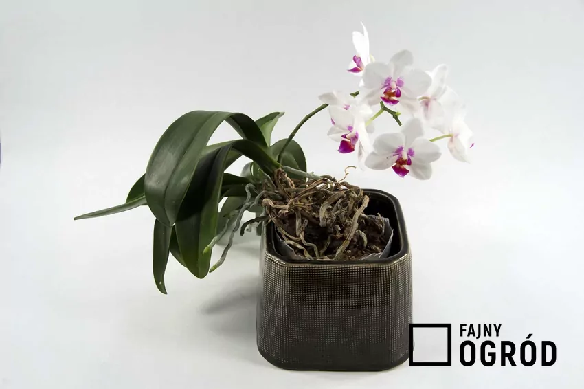Storczyk w doniczce z przerośniętymi korzeniami