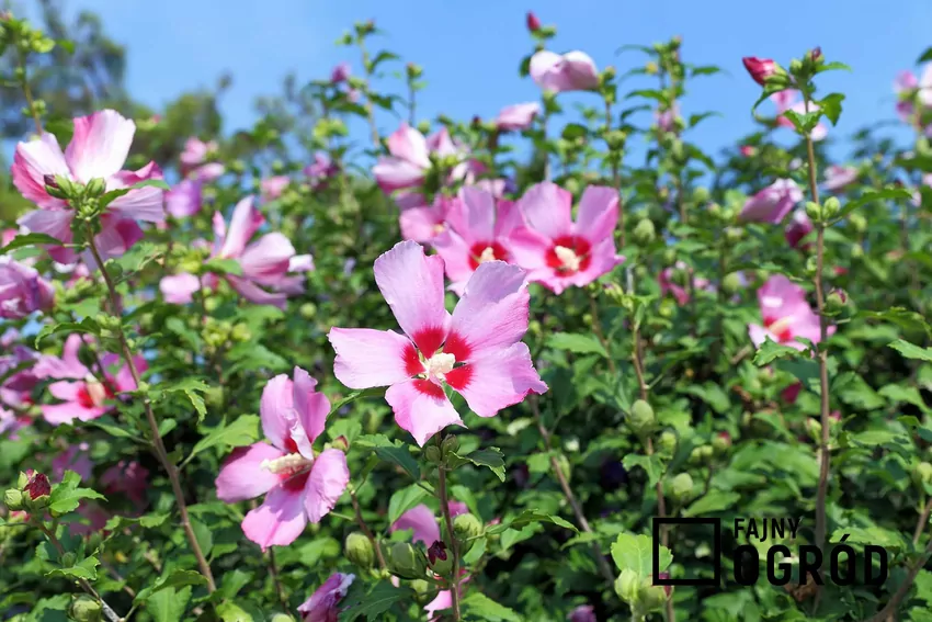 Ketmia syryjska (hibiskus) - rodzaje, odmiany, uprawa i pielęgnacja Ketmia syryjska to jeden z najpiękniejszych kwiatów ogrodowych. Jej barwne odmiany są łatwe w pielęgnacji a uprawa nie zajmuje wiele czasu.
