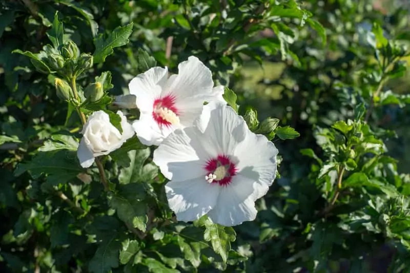 Ketmia syryjska (hibiskus) - rodzaje, odmiany, uprawa i pielęgnacja Krzew ketmii syryjskiej a także hibiskusa - rodzaje, odmiany oraz pielęgnacja, sadzenie, waruki, stanowisko i właściwości ślazu - porady
