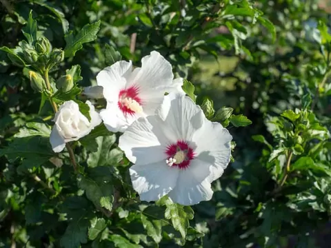Ketmia syryjska (hibiskus)