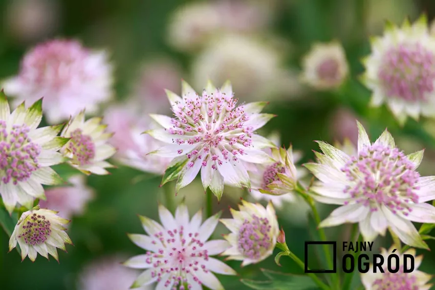 Kwiaty jarzmianki wiekszej