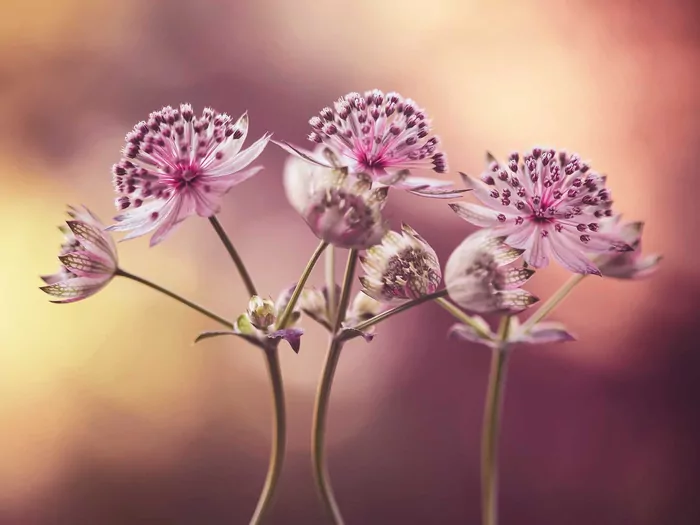 Jarzmianka większa w ogrodzie