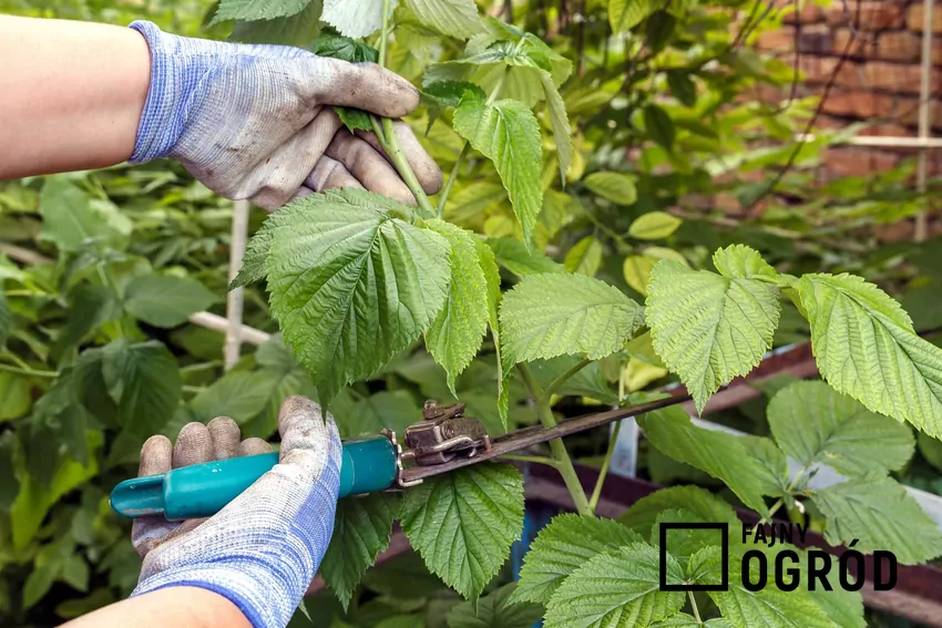 Przycinanie malin sekatorem