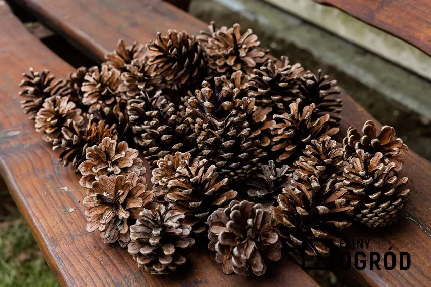 Szyszki w ogrodzie