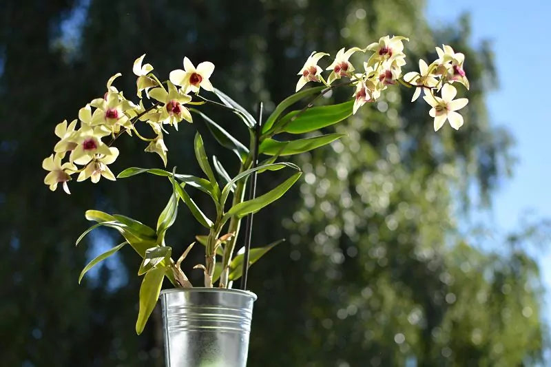 Dendrobium nobile - pielęgnacja, rozmnażanie i przycinanie tego wyjątkowego storczyka