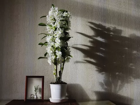 Dendrobium nobile: pielęgnacja i rozmnażanie