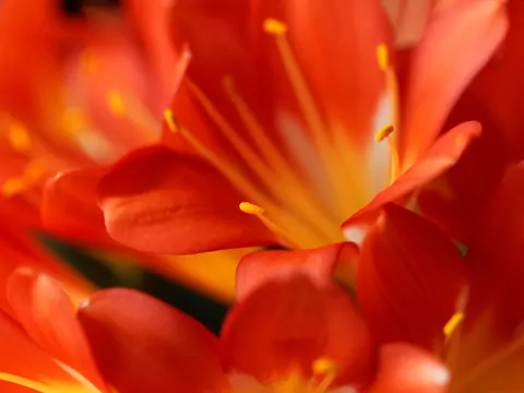 Kliwia pomarańczowa - uprawa i pielęgnacja