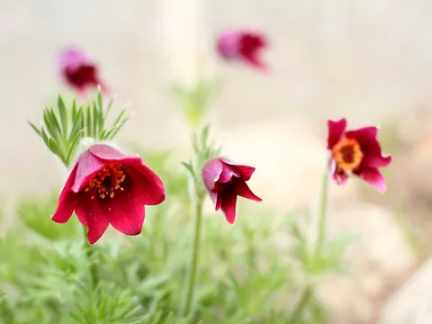 Sasanka: sadzenie i pielęgnacja w ogrodzie