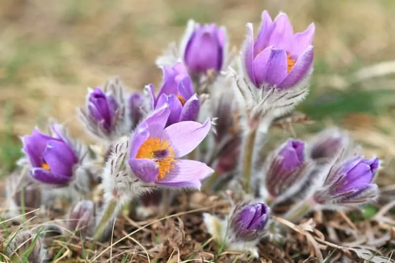 Sasanka o delikatnych białych kwiatach w ogrodzie, a także sadzenie, uprawa i pielęgnacja w ogrodzie na wiosnę