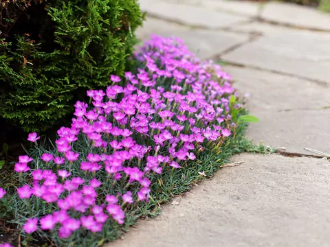 Goździk kropkowany w ogrodzie