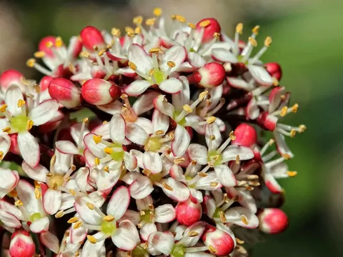 Peris japoński w ogrodzie