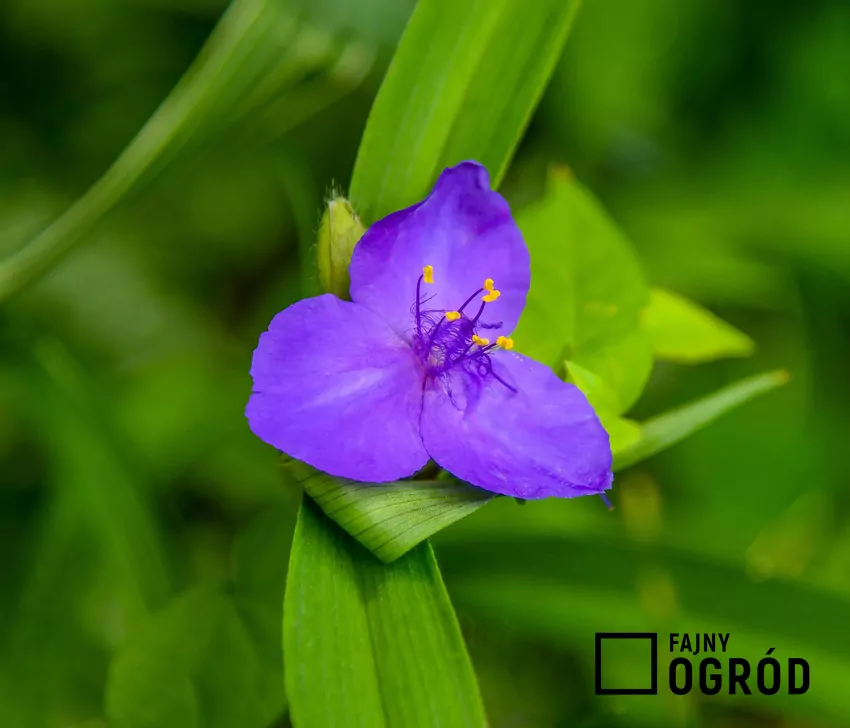 Trzykrotka ogrodowa może być gatunkiem botanicznym trzykrotki wirginijskiej albo hybrydą