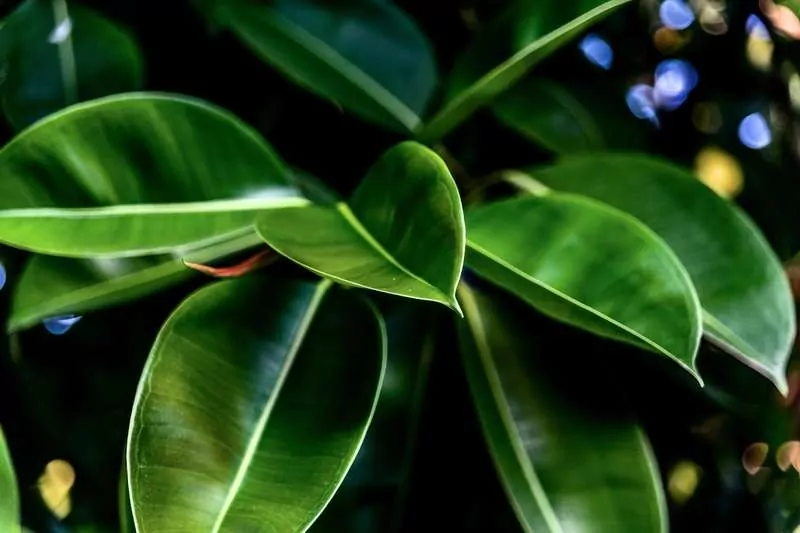 Fikus sprężysty - uprawa, pielęgnacja, porady