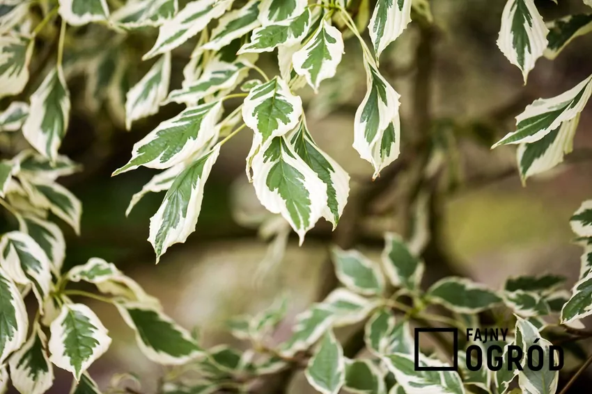 Ozdobne liści trzmieliny