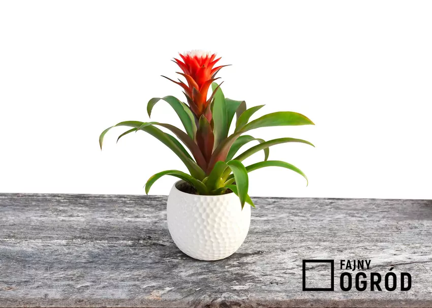 Guzmania języczkowata – egzotyczny akcent w każdym domu. Guzmania w doniczce stojąca na stole wspaniale się prezentuje. Składa się z grubych liści i licznych kolorowych, ułożonych w środku. Wymaga umiarkowanego słońca