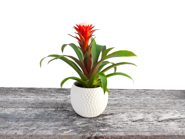 Guzmania uprawiana w domu