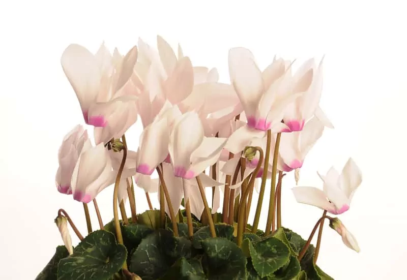 Fiołek alpejski w doniczce krok po kroku, czyli sposób pielęgnacji, sadzenie, uprawa i najważniejsze wymagania