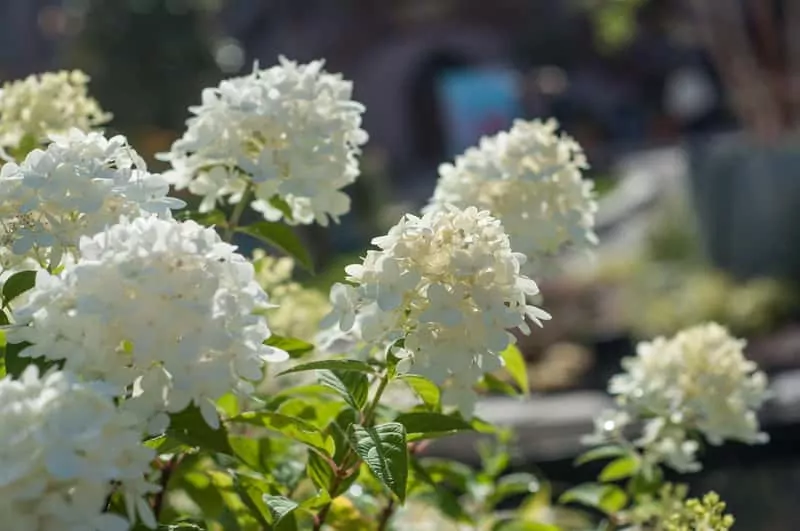 Hortensja drzewiasta w ogrodzie o pięknych kwiatach, a także sadzenie, pielęgnacja, uprawa oraz wymagania rośliny