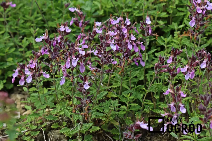 Ożanka właściwa o delikatnych kwiatach