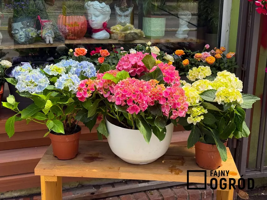 Hortensje w doniczkach