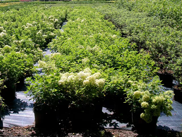 Mini hortensje do ogrodu