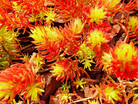 Kwitnący dywan w ogrodzie