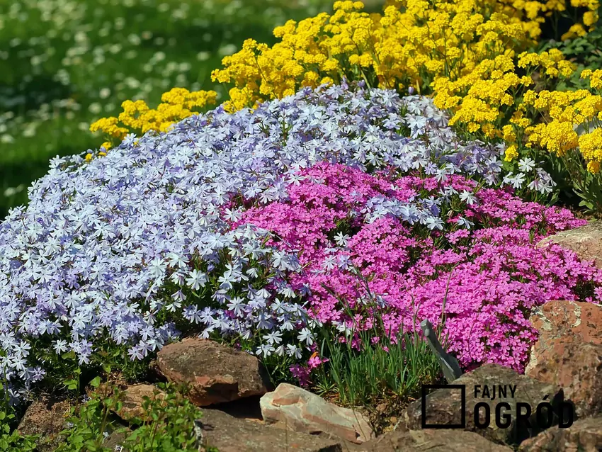 Rośliny okrywowe w ogrodzie