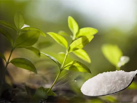 Stewia - uprawa w doniczce